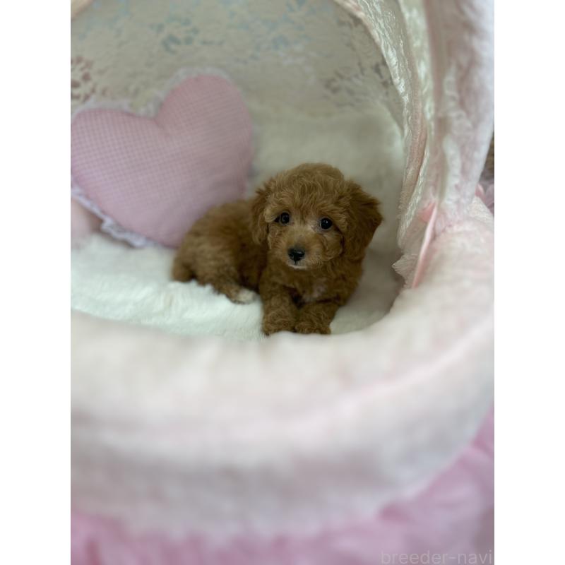 販売中の静岡県のミックス犬-410541の3枚目